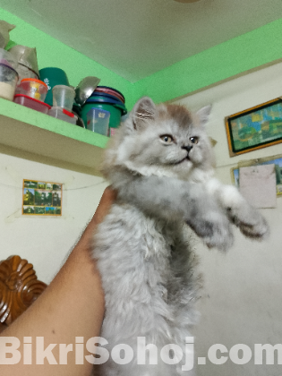 Persian cat